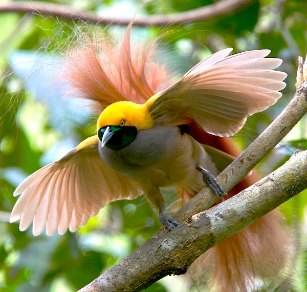 flying bird of paradise animal