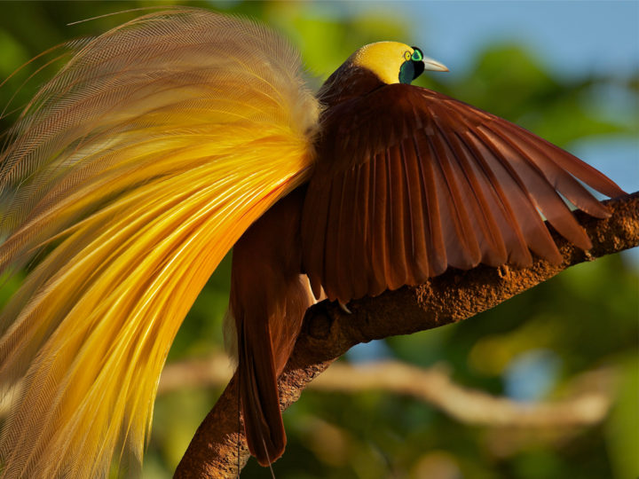 The Project Birds Of Paradise Project 9642