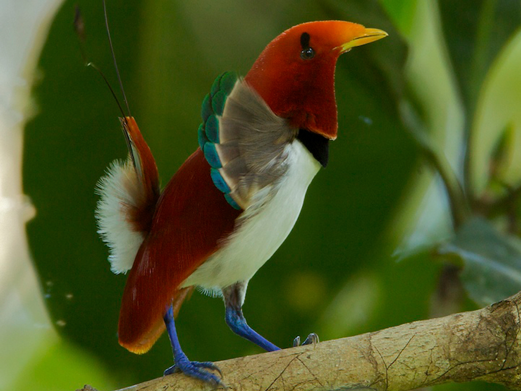 Additional Resources – Birds-of-Paradise Project